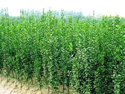 供應(yīng)優(yōu)質(zhì)苗木與草花，青州振華苗木基地為您提供多樣化選擇