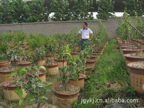 盆栽果樹樹苗 觀賞與種植的完美結合