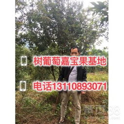 金華苗木 綠色產業的璀璨明珠