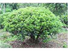 郴州市蘇仙區(qū)宏達(dá)草皮苗木基地產(chǎn)品展示 優(yōu)質(zhì)苗木，綠化首選