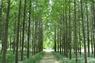 河南苗木產(chǎn)業(yè)概覽 主要基地與特色苗木盤點(diǎn)