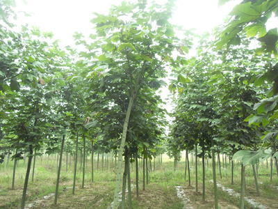 羅山花卉苗木園 苗木產業的綠色明珠與生態引擎