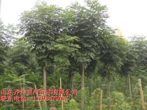 黃河園林的綠色使命 探索日照綠化苗木的生態與產業價值