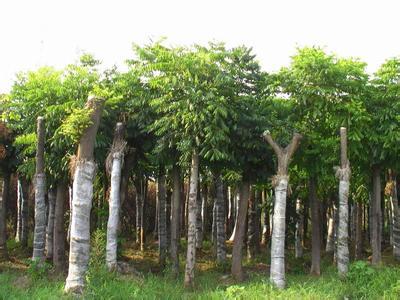 合肥欒樹苗木 品質卓越，市場口碑載道