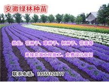 定遠縣定城鎮綠林種子苗木銷售中心產品展示