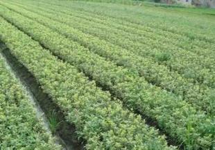 工程綠化優選苗木 金邊黃楊的培育與應用